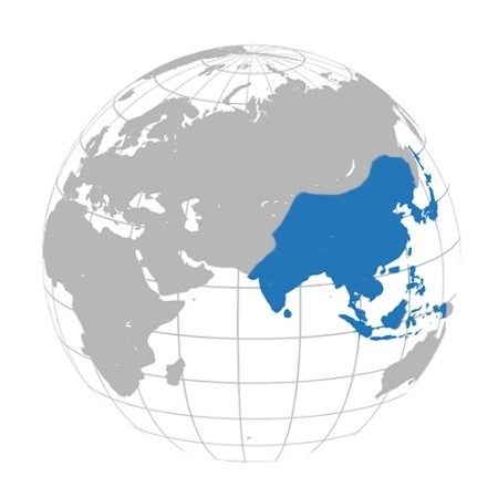 4life-Asia